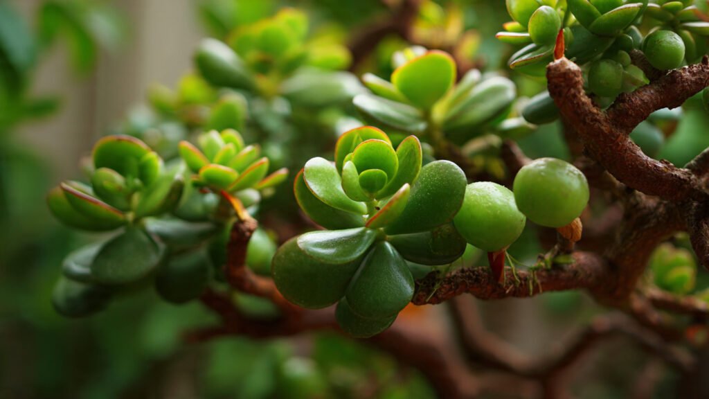 jade plant related to jade stone
